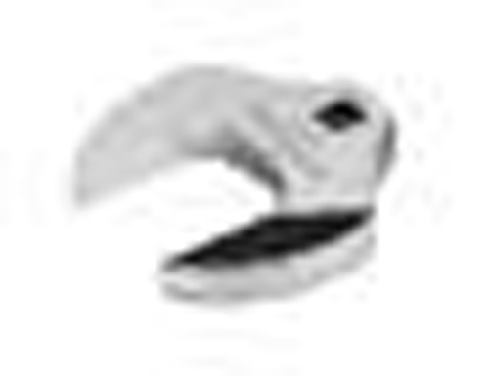 1/2&#34; Drive SAE 2-1/4&#34; Open-End Crowfoot Wrench